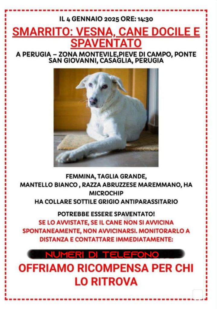 Hai perso il tuo cane  ? Guida passo-passo