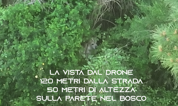 La canina smarrita trovata sulla parete scoscesa