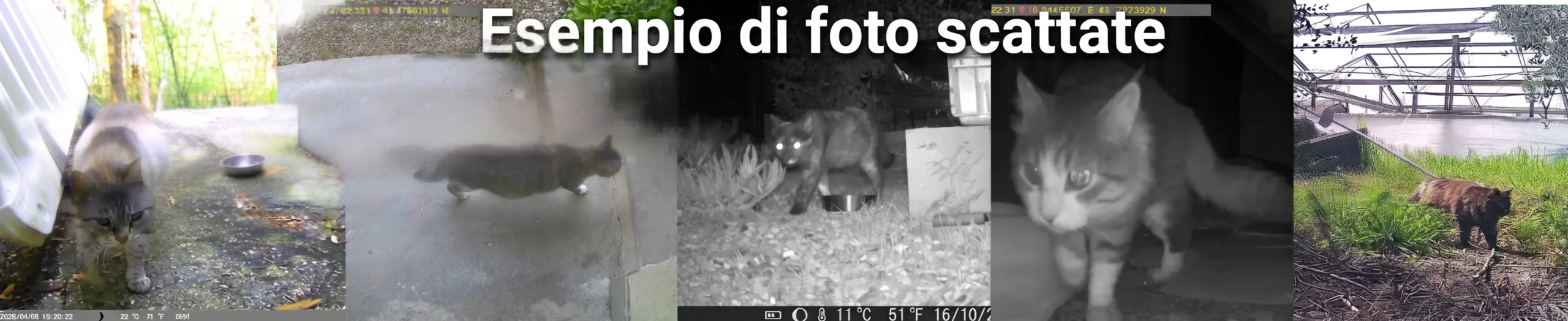 Foto scattate dalle fototrappole, presentati come esempio